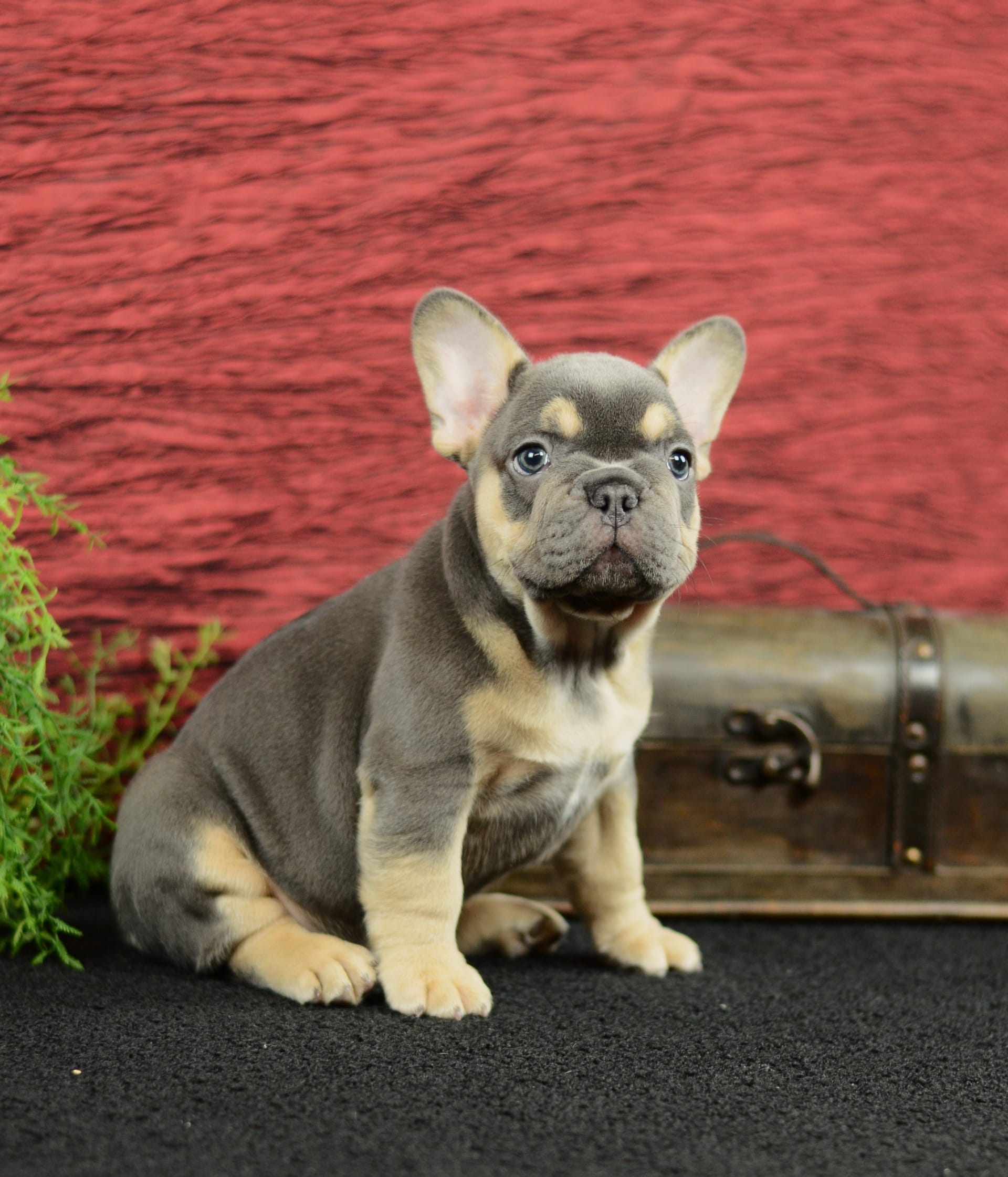 French Bulldog dogs for sale: Trooper - Image 4