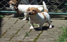 Jack Russell Terrier dogs for sale: Foster - Image 12