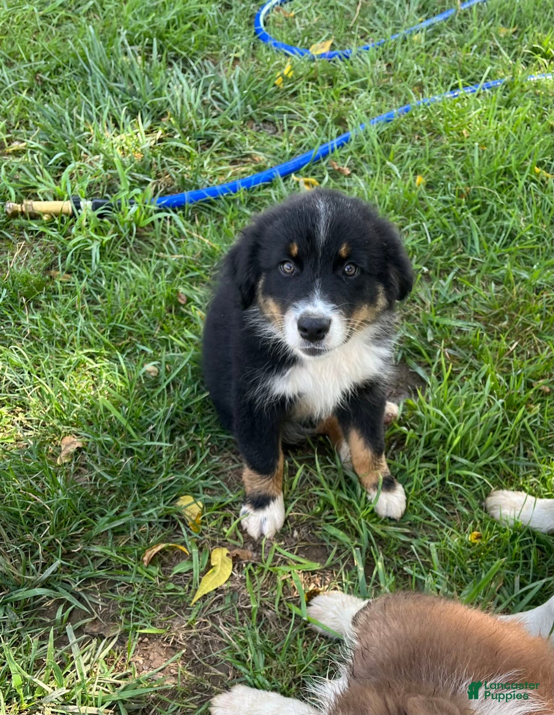 Australian Shepherd dogs for sale: Charlie - Image 5