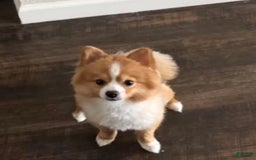Pomeranian dogs for sale: Sky - Image 5
