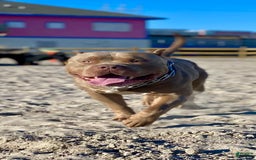 American Bully dogs for sale: Diamond - Image 19