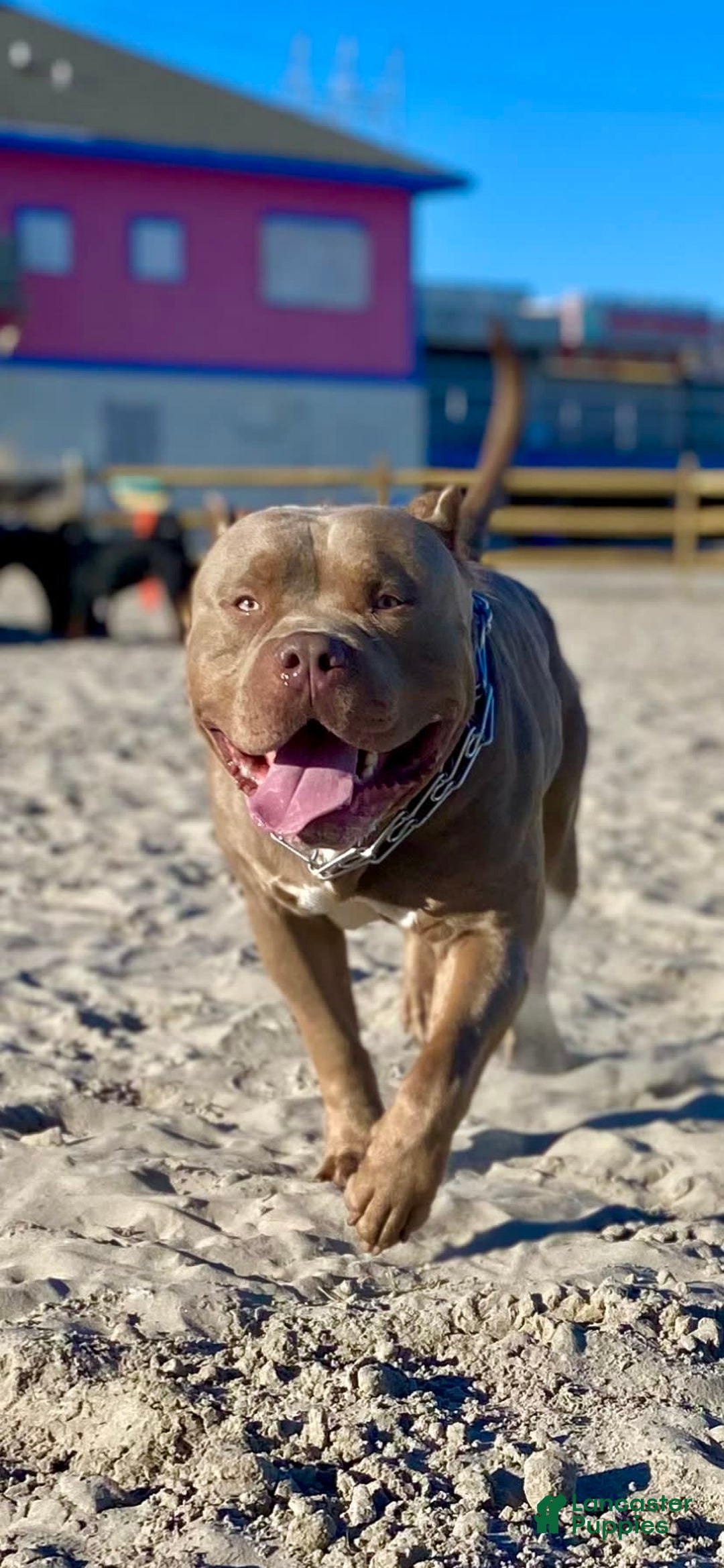 American Bully dogs for sale: Diamond - Image 19