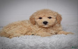 Mini Goldendoodle dogs for sale: Winston - Image 2