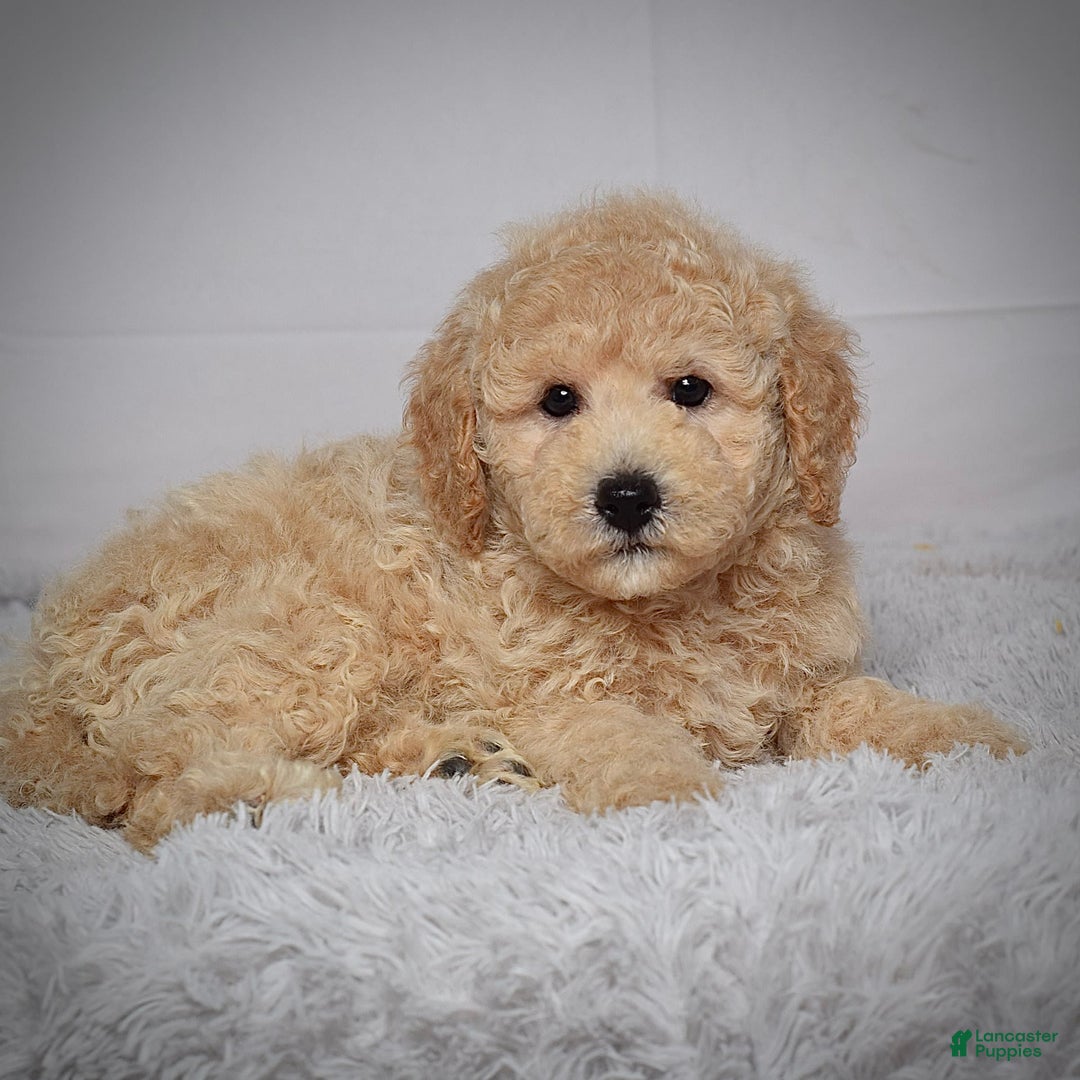 Mini Goldendoodle dogs for sale: Winston - Image 2