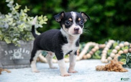 Chihuahua dogs for sale: Sparky - Image 2