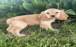 Cocker Spaniel dogs for sale: Otis - Image 3