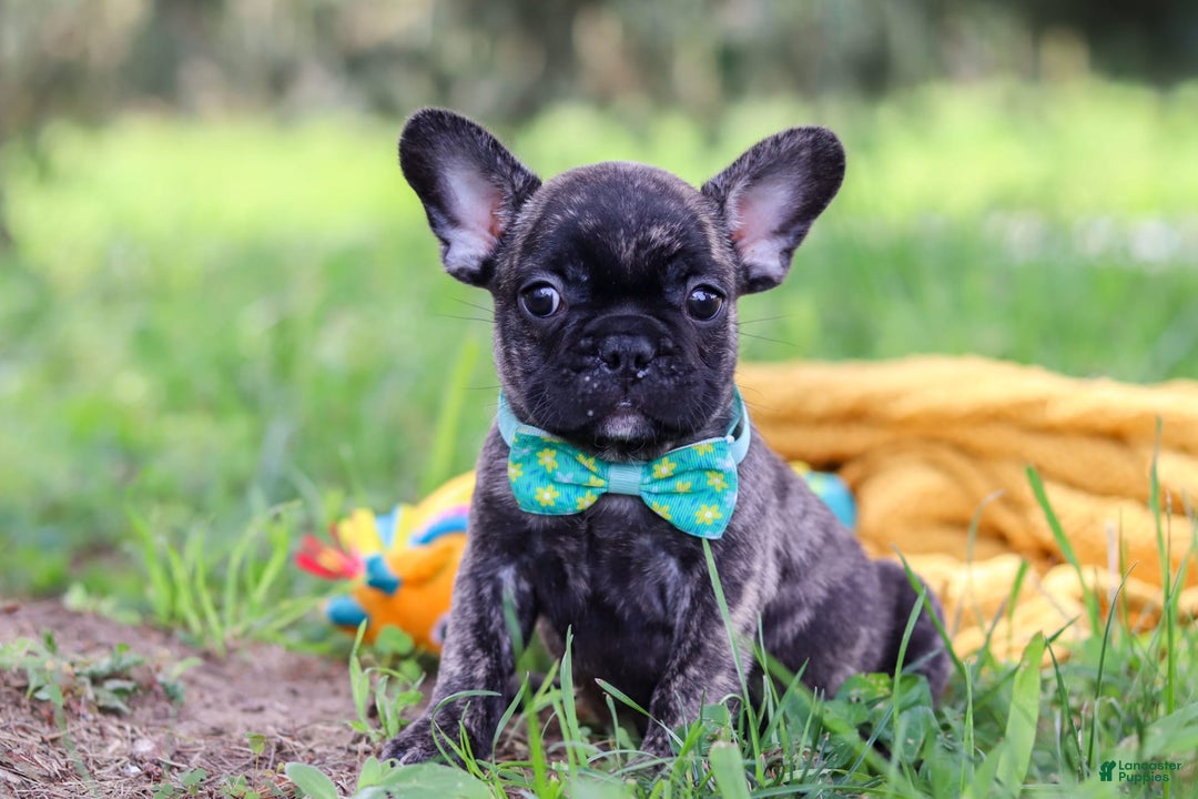 French Bulldog dogs for sale: Cade - Image 6