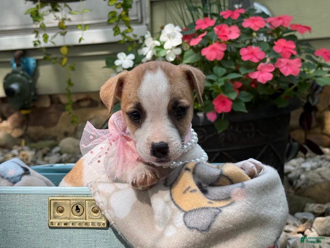Jack Russell Terrier dogs for sale: Miley - Image 1