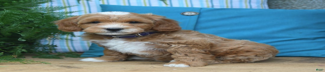 Charlie