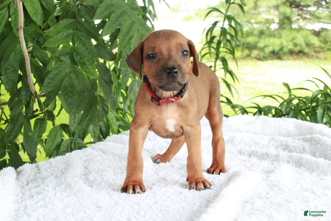 Rhodesian Ridgeback dogs for sale: Gemma - Image 11