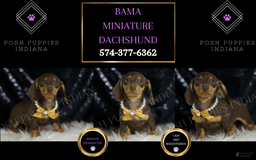 Miniature Dachshund dogs for sale: Bama - Image 5