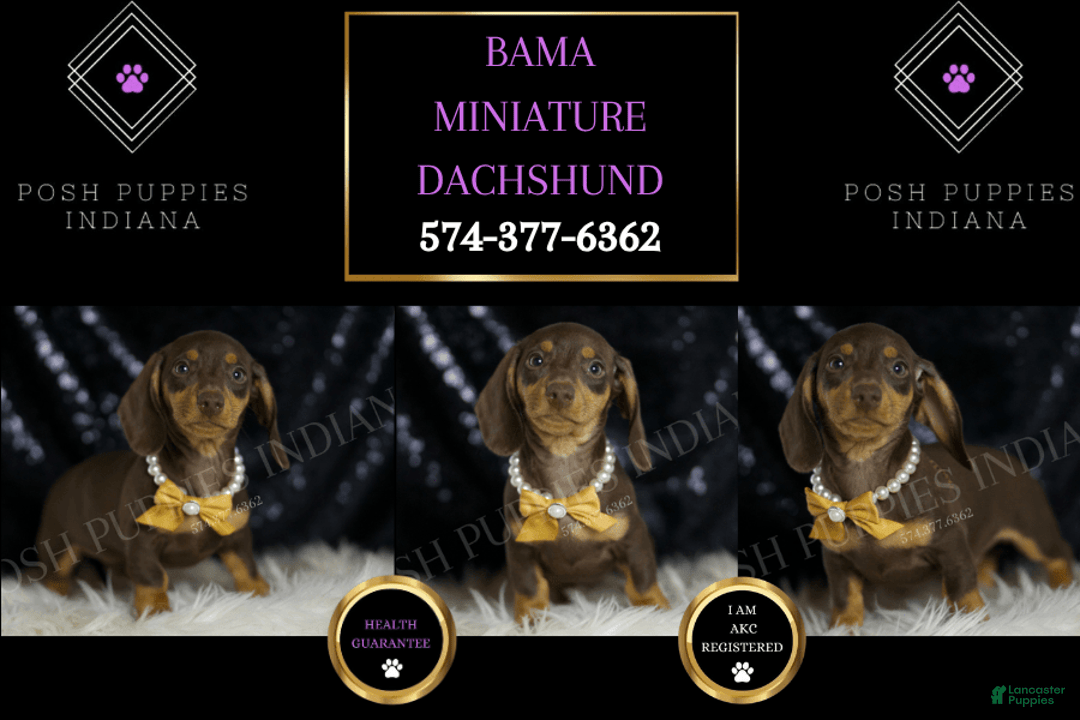 Miniature Dachshund dogs for sale: Bama - Image 5