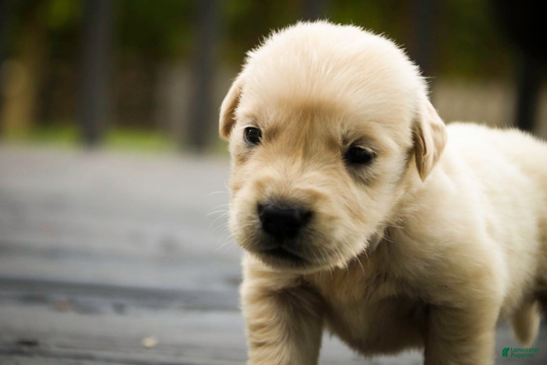 Golden Retriever dogs for sale: Tawny - Image 4