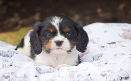 Cockalier dogs for sale: Roda - Image 3
