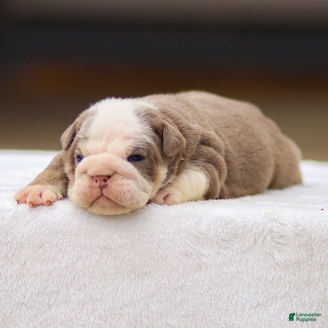 English Bulldog dogs for sale: Tailee - Image 1