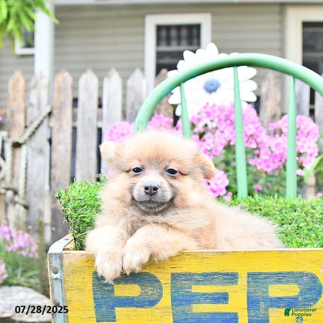 Pomeranian dogs for sale: Fancy - Image 3