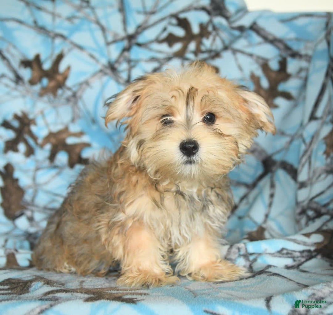 Morkie dogs for sale: Murphy - Image 18