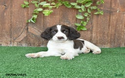 English Springer Spaniel dogs for sale: Oliver - Image 2