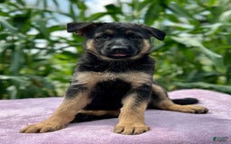 German Shepherd dogs for sale: Nala - Image 7