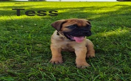 Bullmastiff dogs for sale: Tess - Image 1