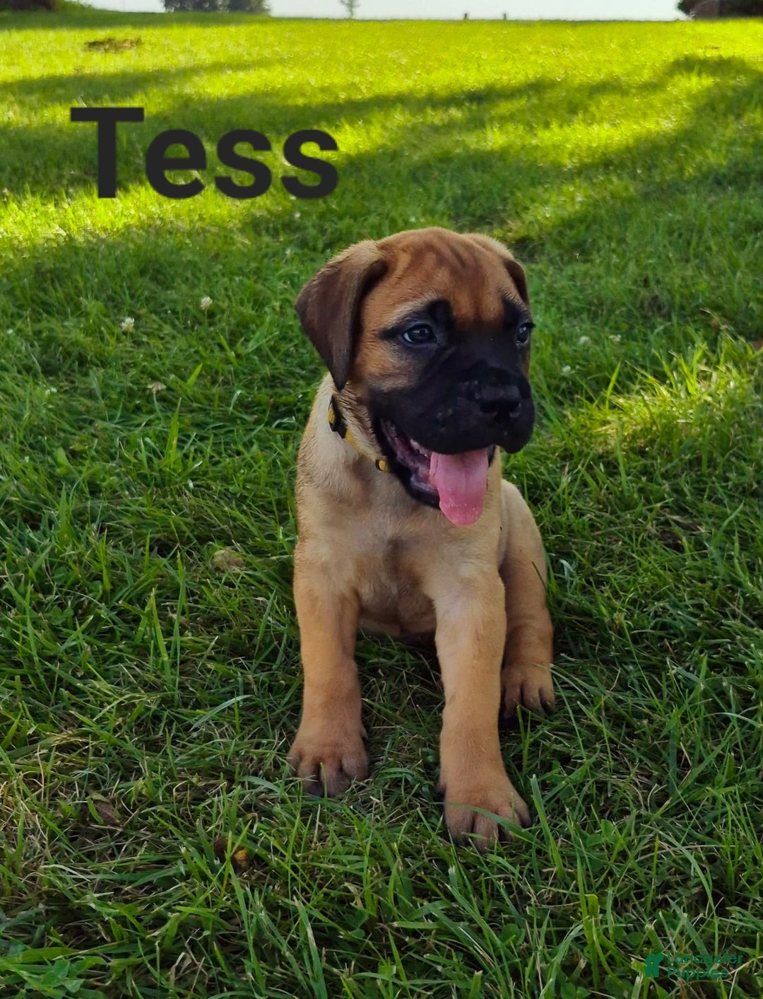 Bullmastiff dogs for sale: Tess - Image 1