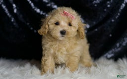Maltipoo dogs for sale: Sugar Plum - Image 3