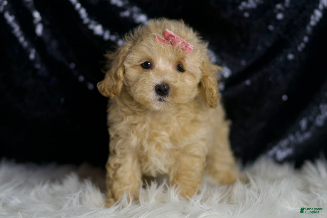 Maltipoo dogs for sale: Sugar Plum - Image 3