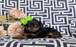 Shorkie dogs for sale: Camdyn Toy Size - Image 5