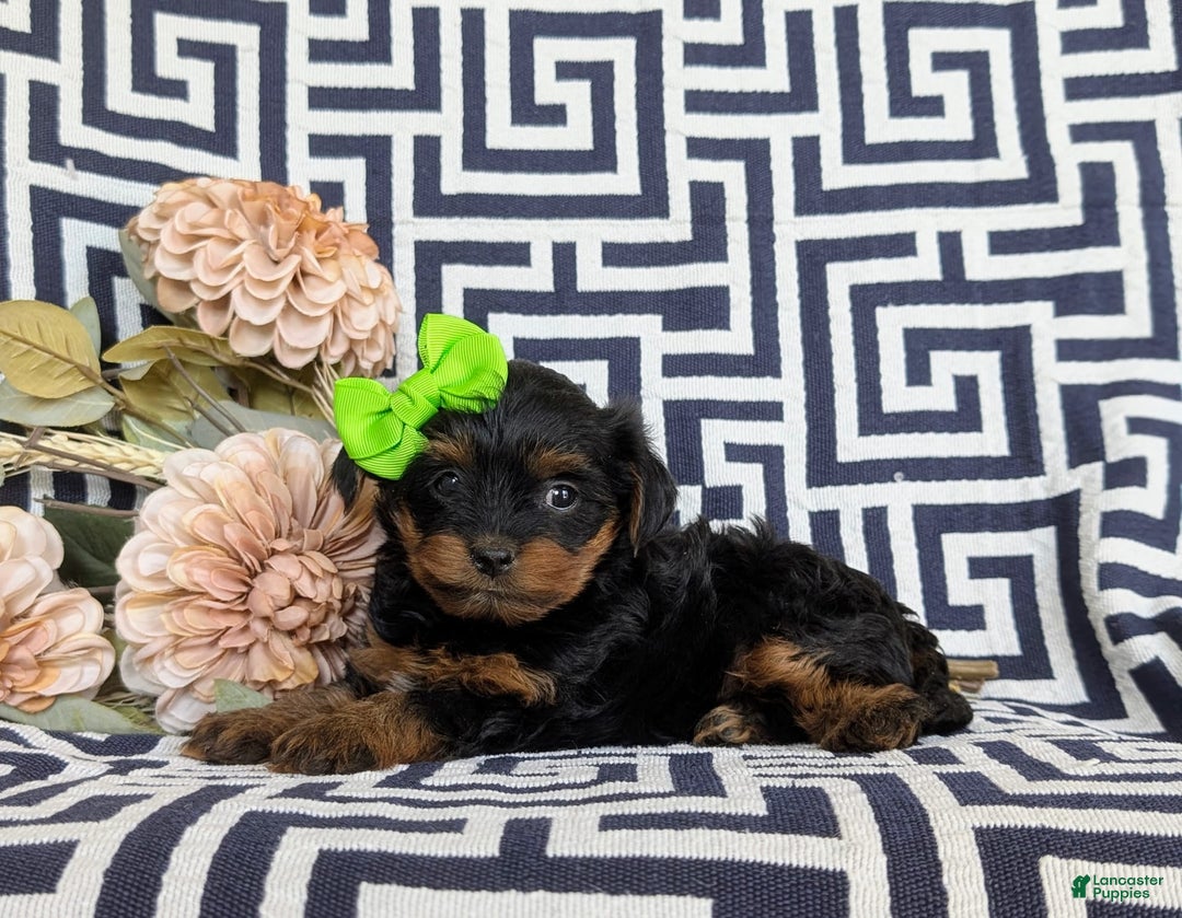 Shorkie dogs for sale: Camdyn Toy Size - Image 5