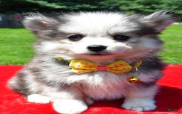 Pomsky dogs for sale: Champ - Image 6