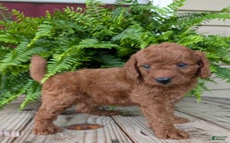 Mini Goldendoodle dogs for sale: Mini -coner - Image 47