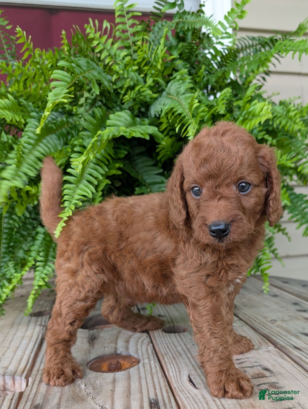 Mini Goldendoodle dogs for sale: Mini -coner - Image 47