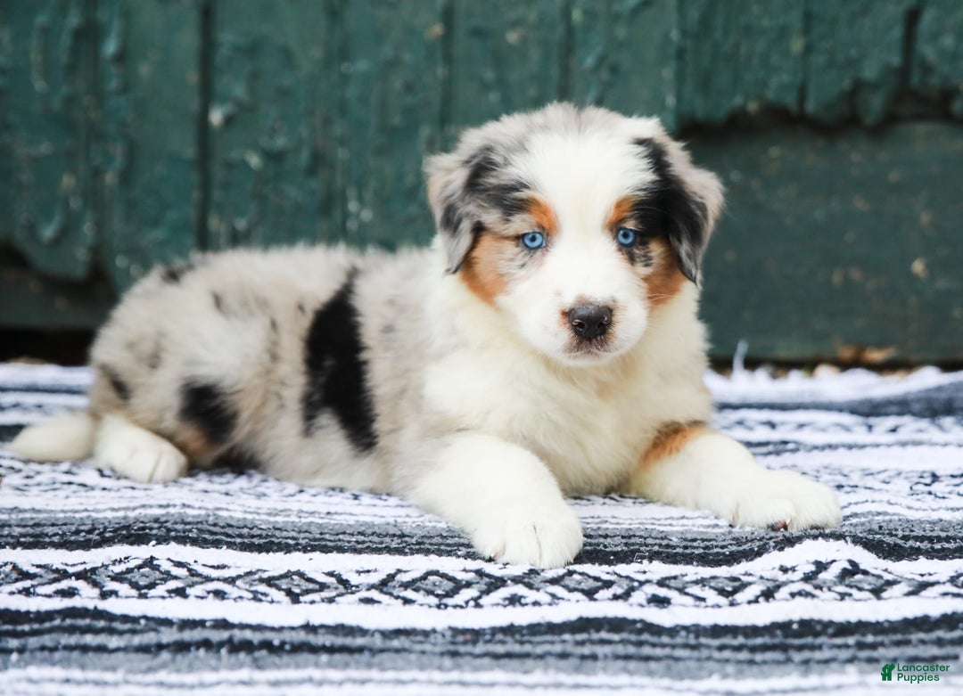 Australian Shepherd dogs for sale: Forest - Image 5