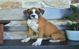 Boxer dogs for sale: Feliz - Image 10