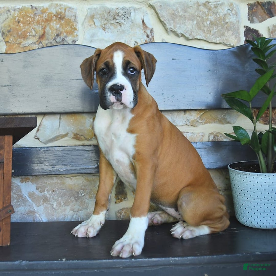 Boxer dogs for sale: Feliz - Image 10