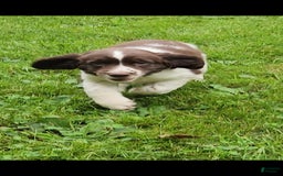 English Springer Spaniel dogs for sale: Banelli - Image 1