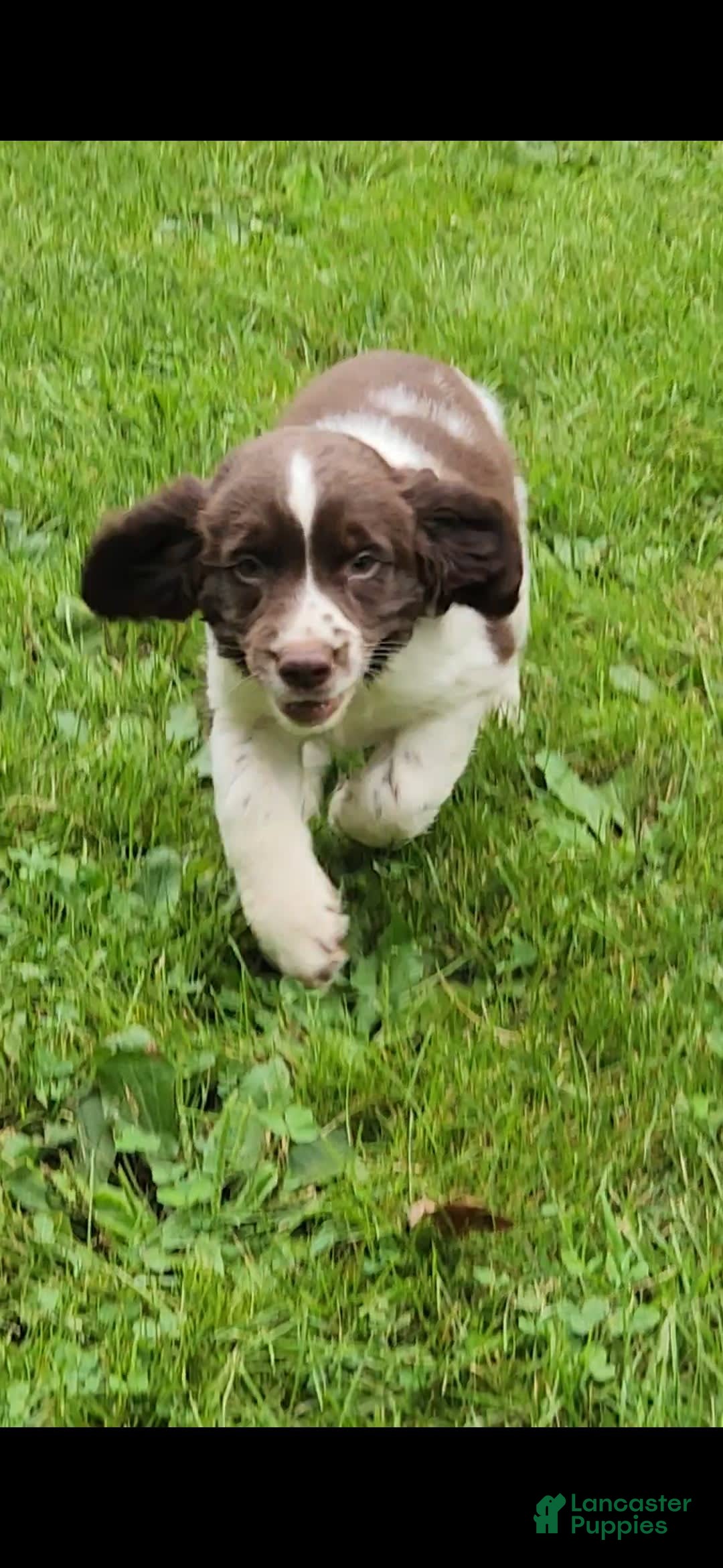 English Springer Spaniel dogs for sale: Banelli - Image 1