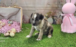 Catahoula Leopard Dog dogs for sale: Goldie 2025 F1 - Image 14