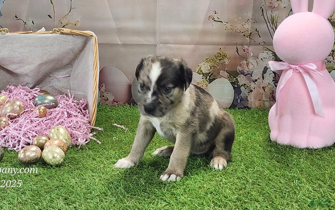 Catahoula Leopard Dog dogs for sale: Goldie 2025 F1 - Image 14