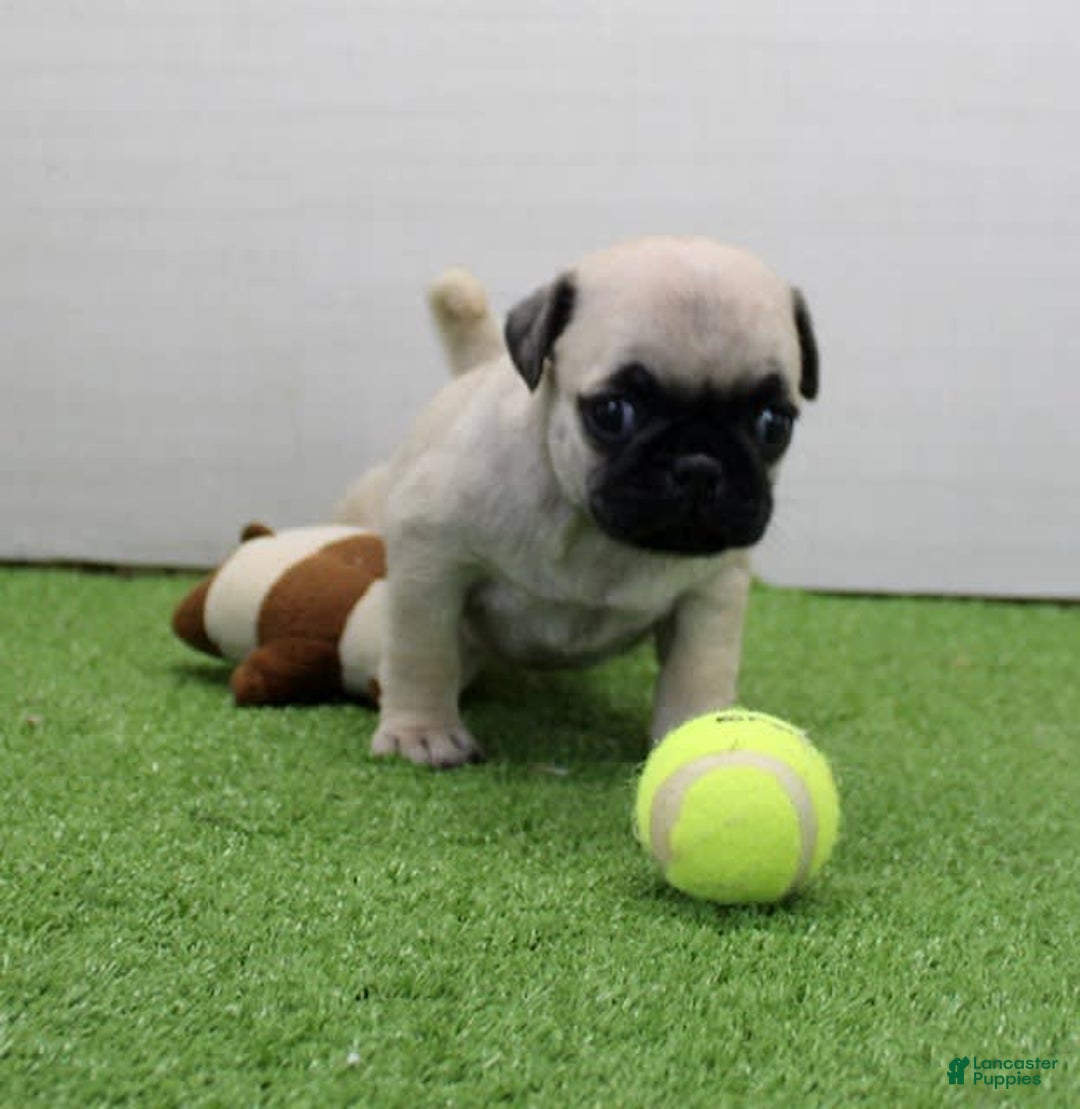 Pug dogs for sale: Marley - Image 4