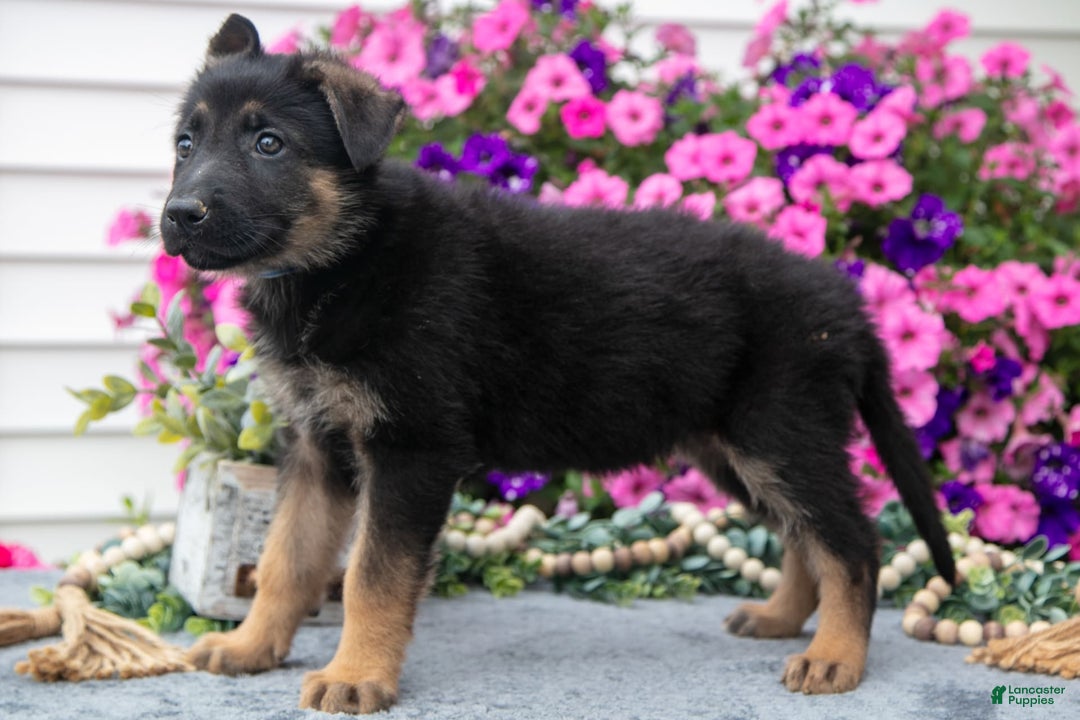 German Shepherd dogs for sale: Lily - Image 1