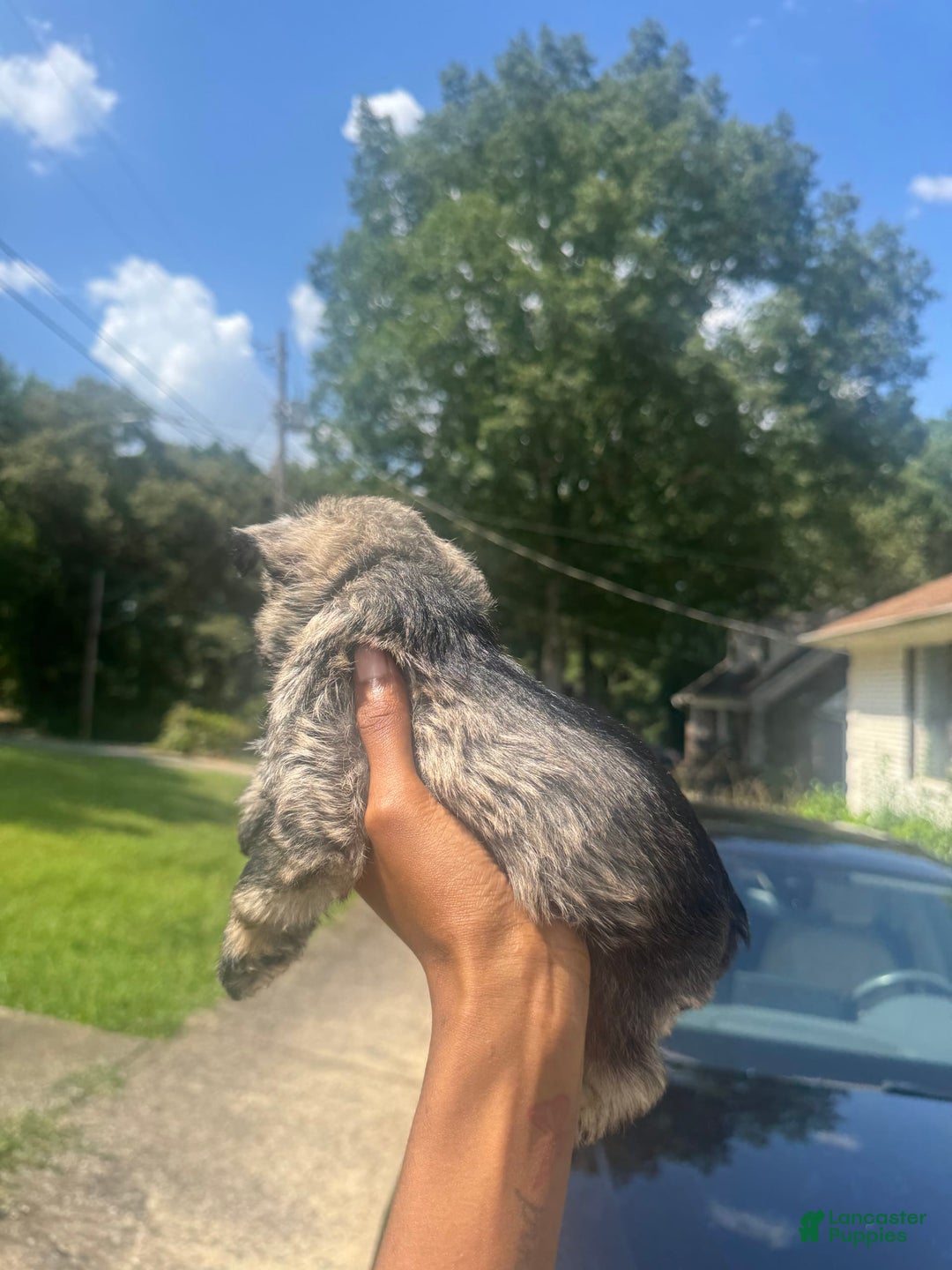 Miniature Schnauzer dogs for sale: Juptier - Image 2