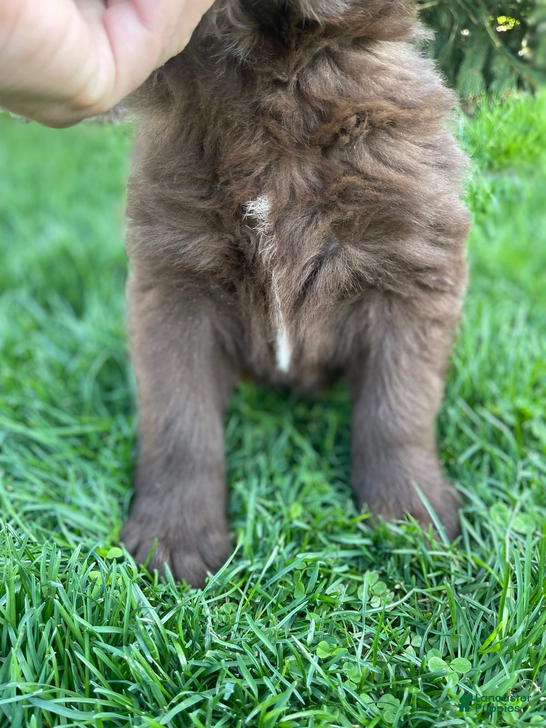 Newfoundland dogs for sale: Champ - Image 5