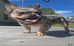 French Bulldog dogs for sale: Sonic - Image 2
