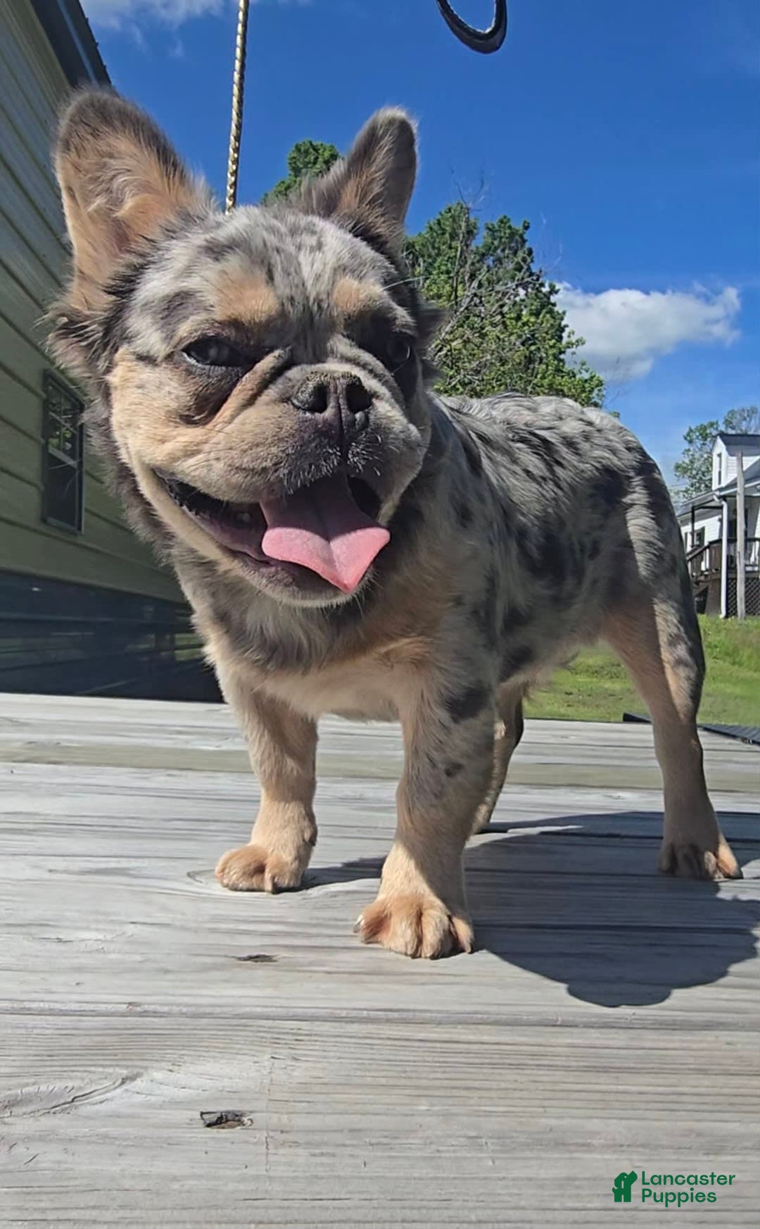 French Bulldog dogs for sale: Sonic - Image 2