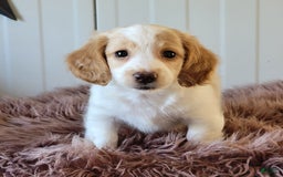Miniature Dachshund dogs for sale: Rollie - Image 2