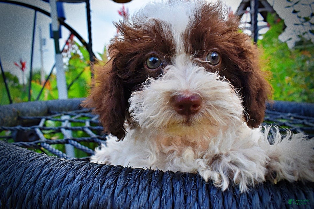 Havapoo dogs for sale: Bella - Image 2
