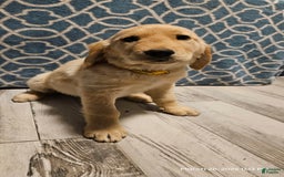 Golden Retriever dogs for sale: Golden Retriever - Image 7