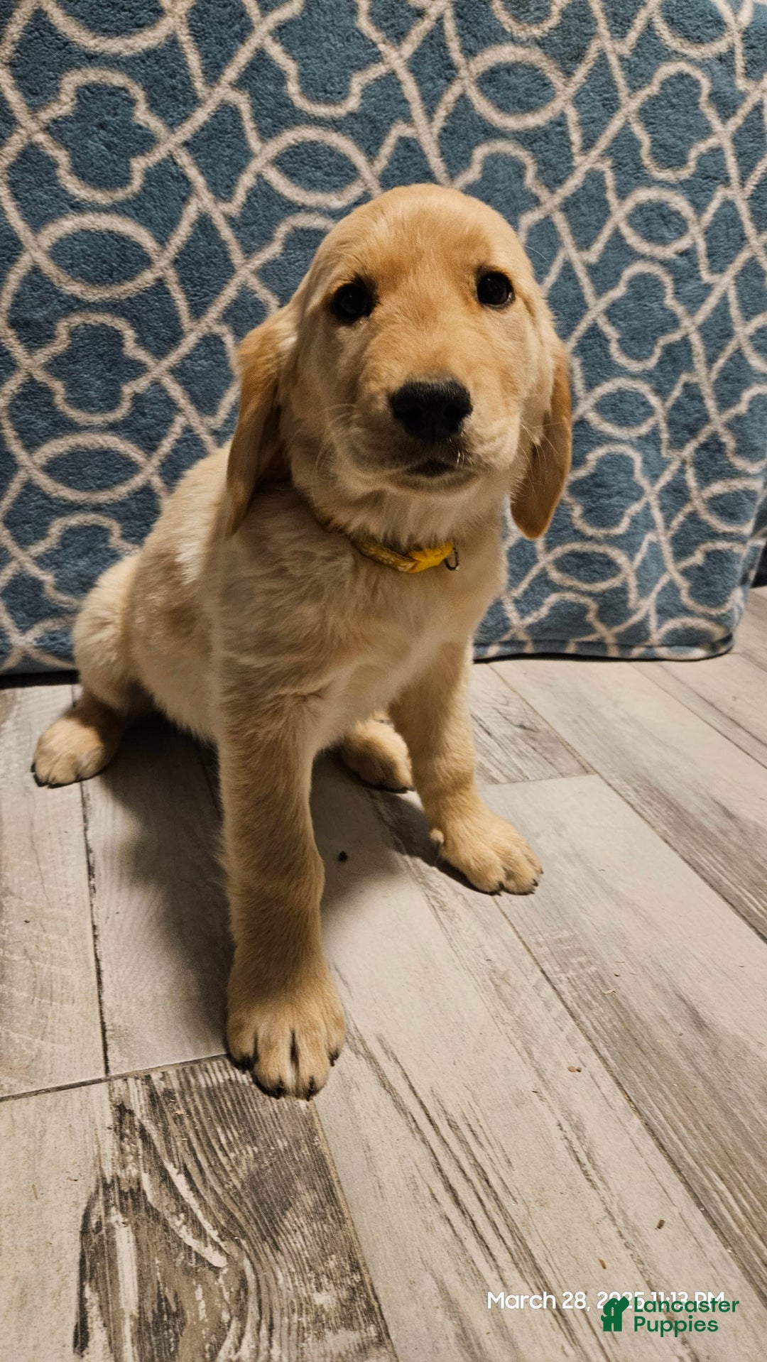 Golden Retriever dogs for sale: Golden Retriever - Image 7
