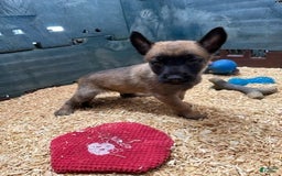 Belgian Malinois dogs for sale: Major - Image 1